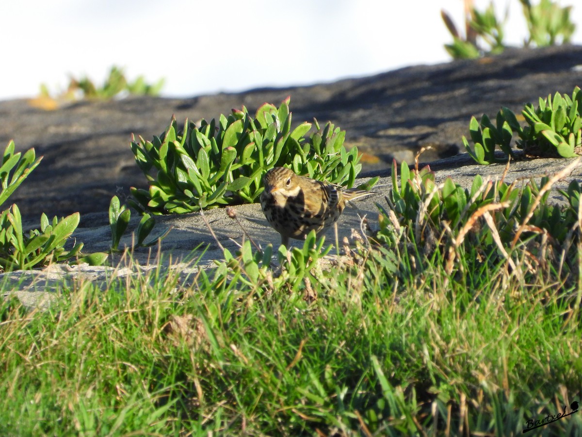 Pispola - ML643880594