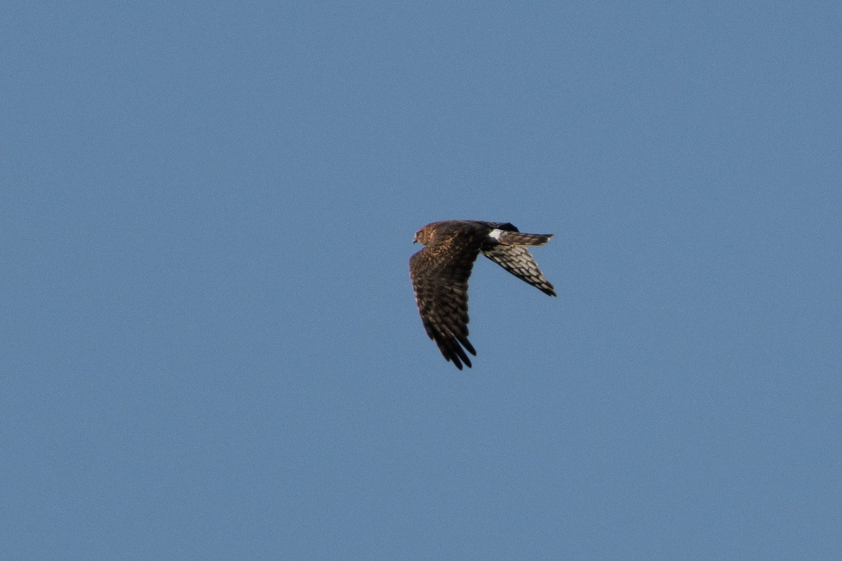 Northern Harrier - ML643880604