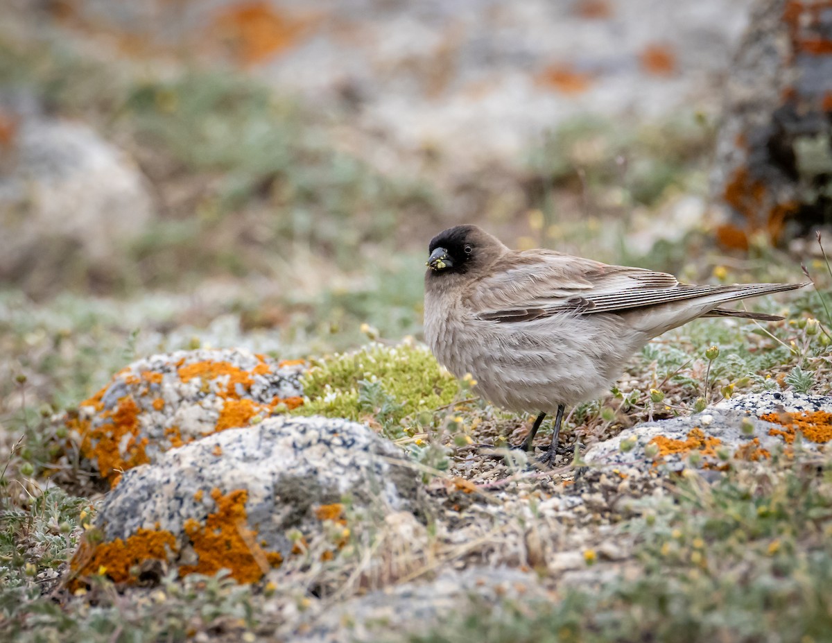 Black-headed Mountain Finch - ML643880606