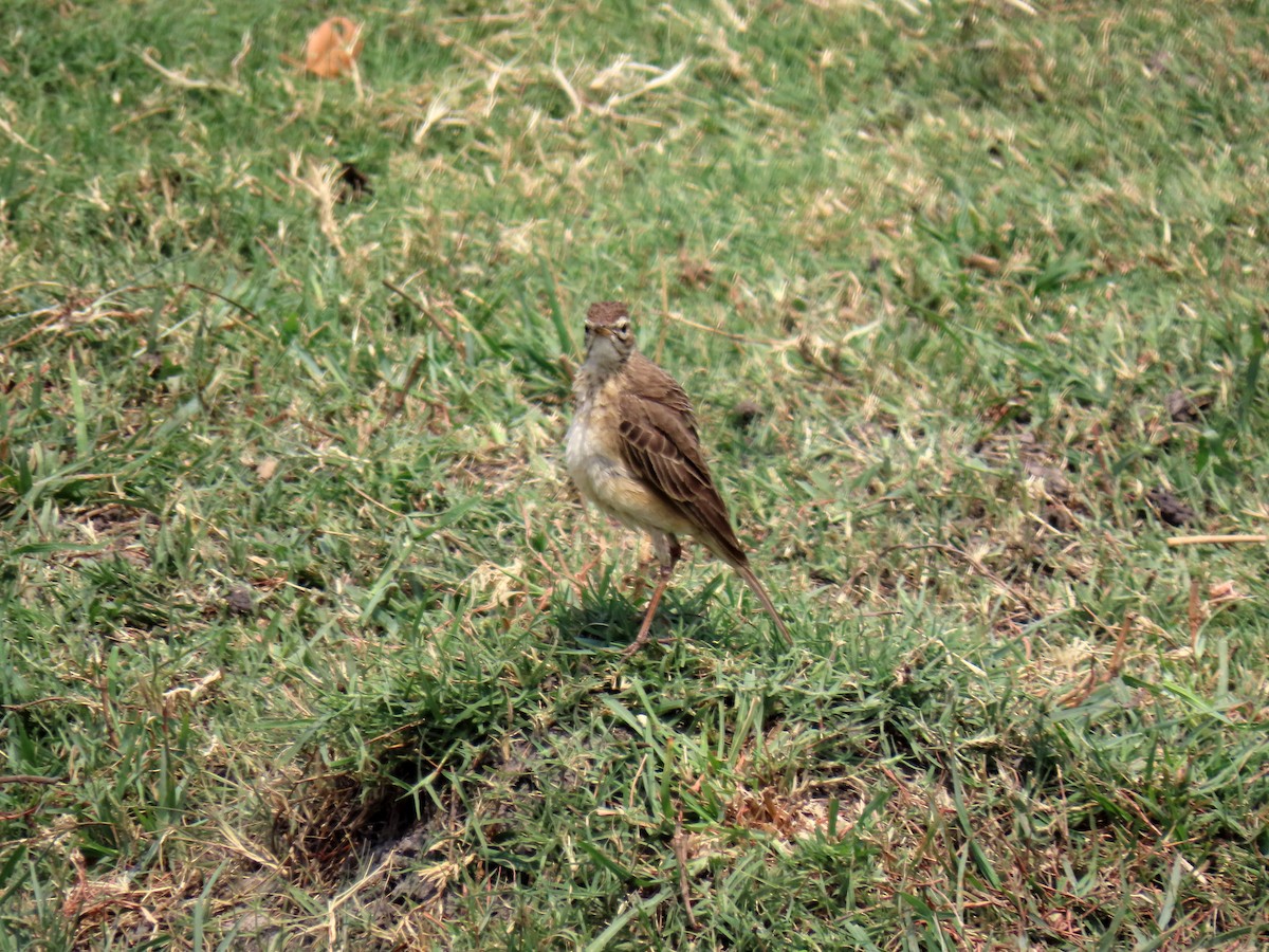 Plain-backed Pipit - ML643880610