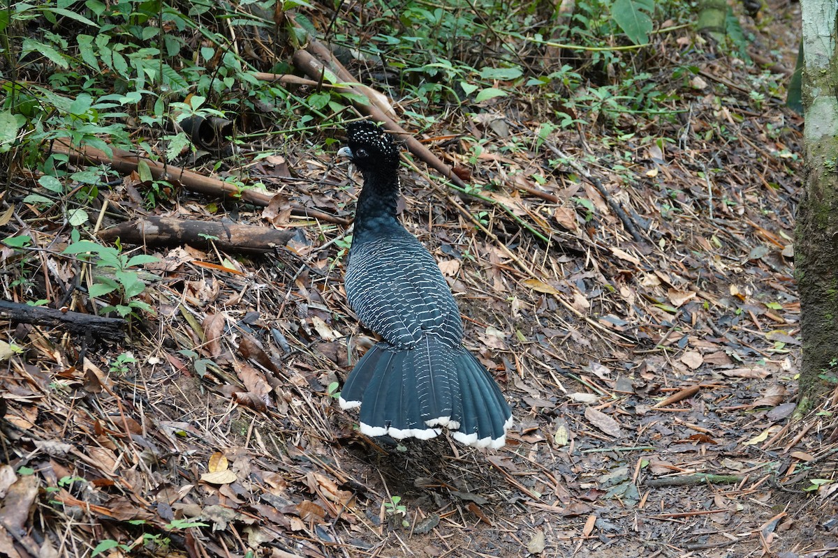 Blaulappenhokko - ML643880614