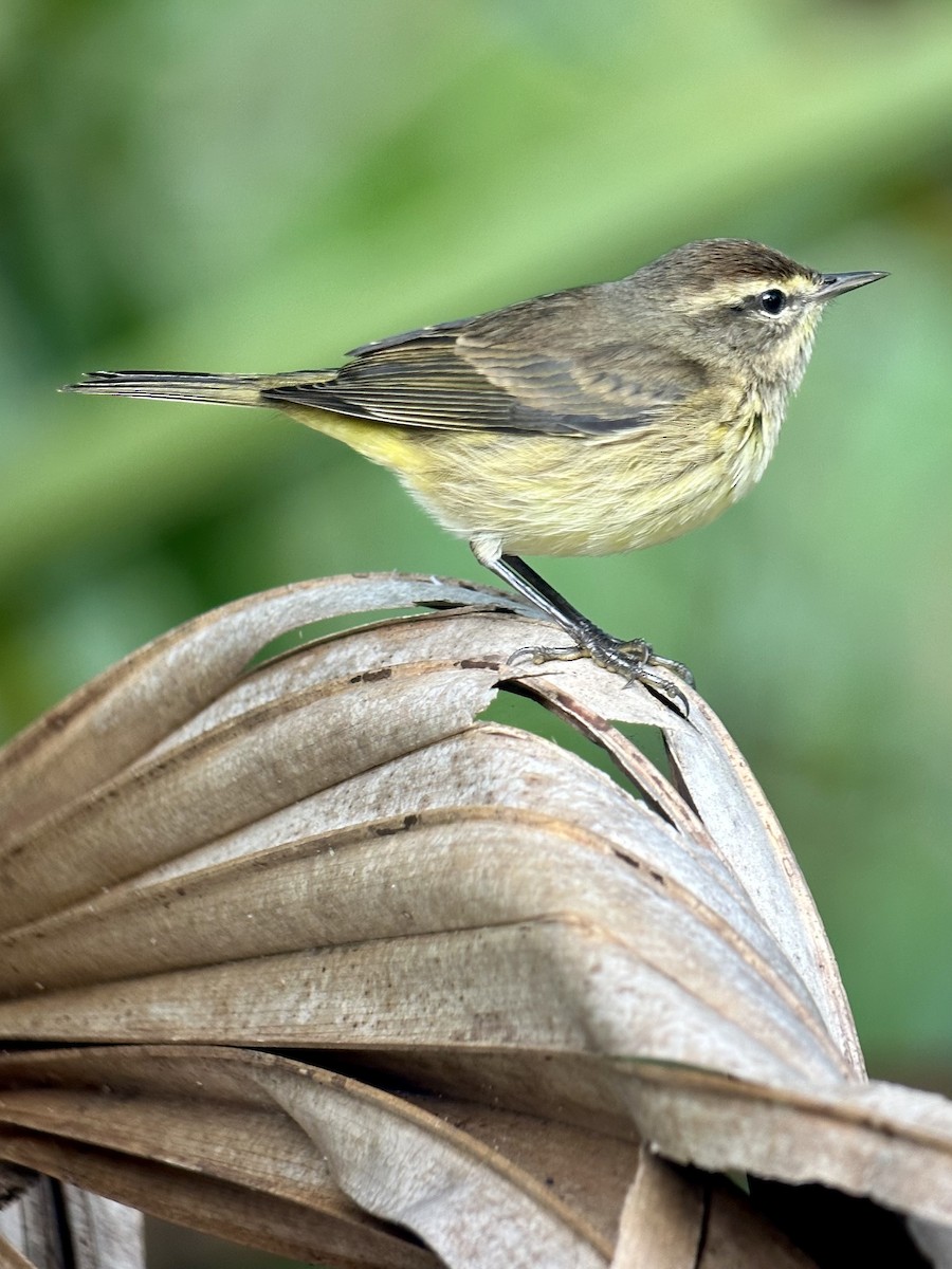 Palm Warbler - ML643880617