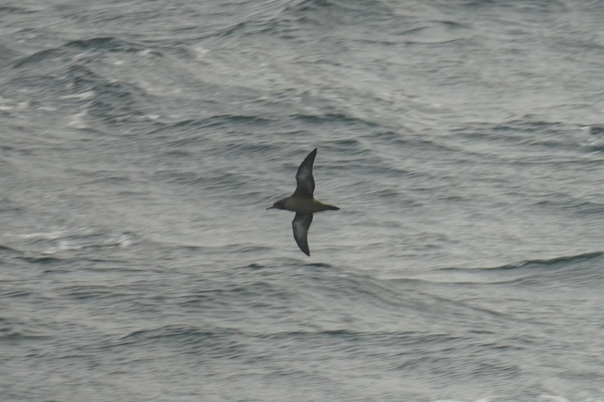 Sooty Shearwater - ML643880622