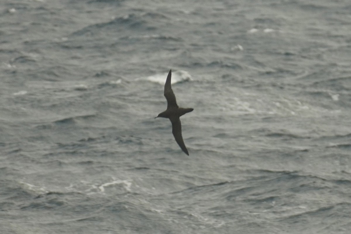 Sooty Shearwater - ML643880623