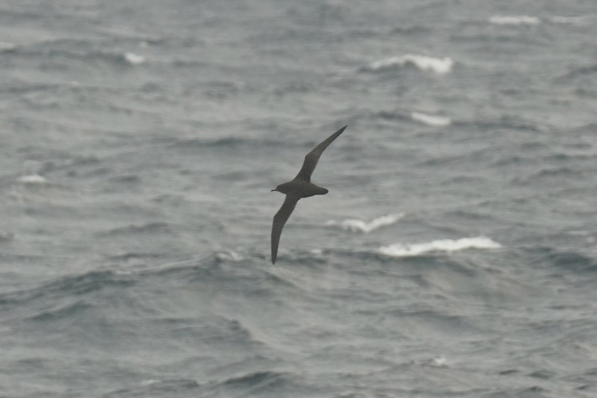 Sooty Shearwater - ML643880624