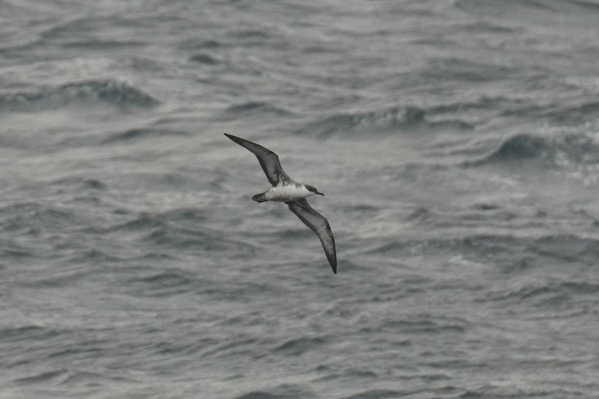 Great Shearwater - ML643880639