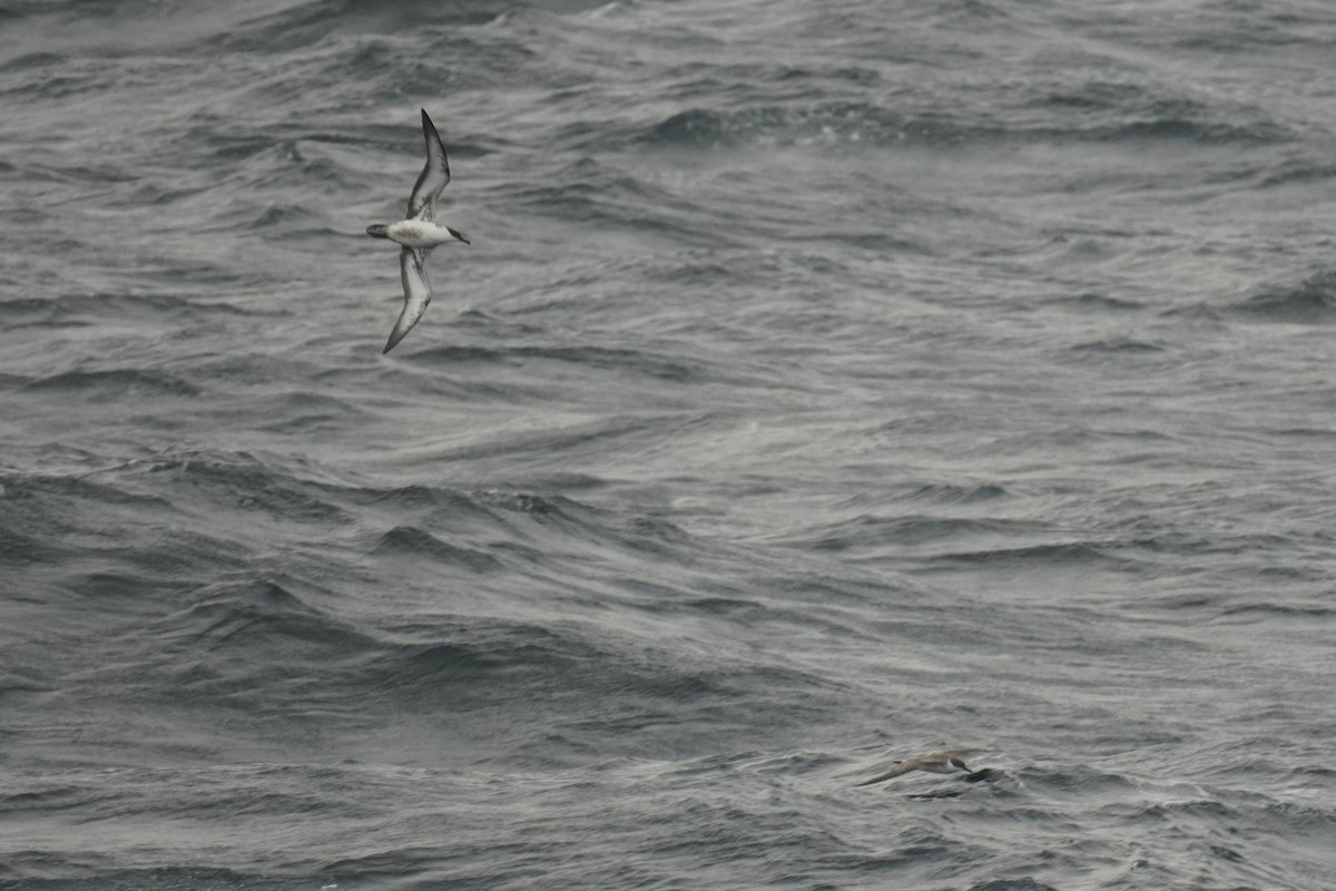 Great Shearwater - ML643880640