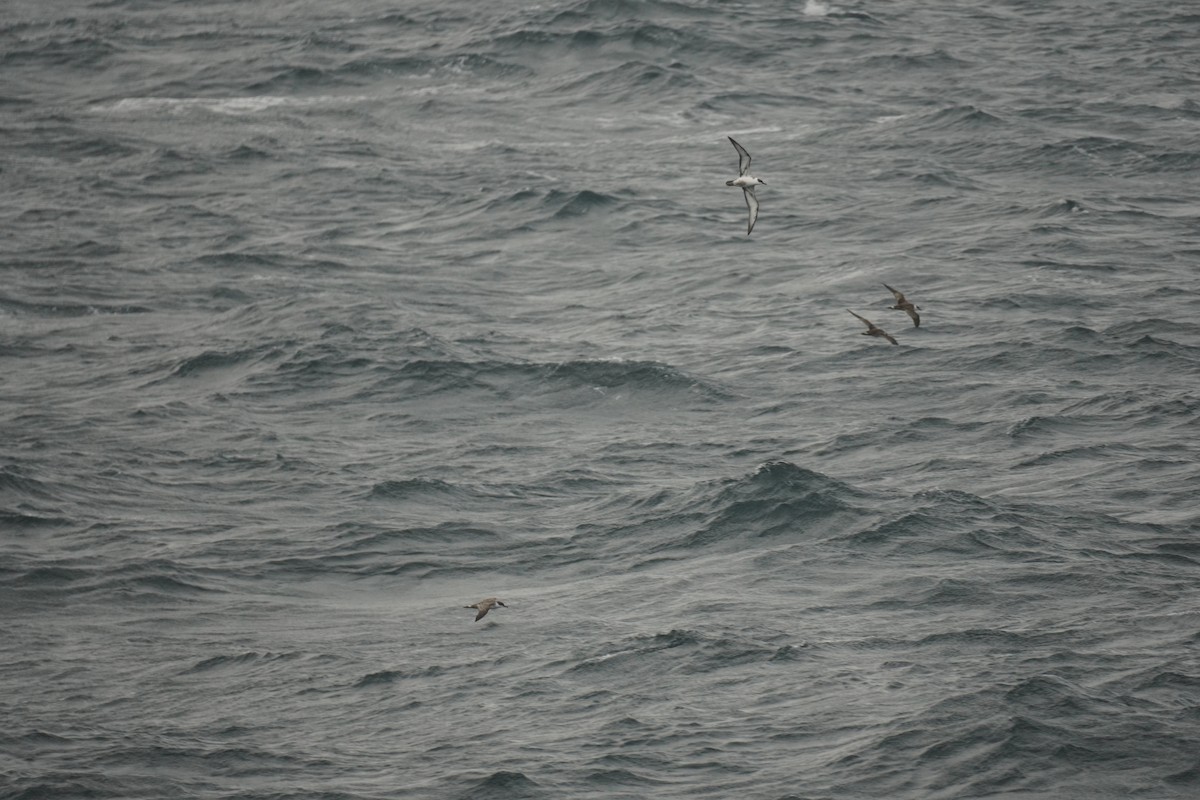 Great Shearwater - ML643880643