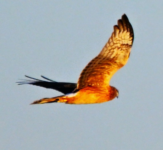 Northern Harrier - ML643880649