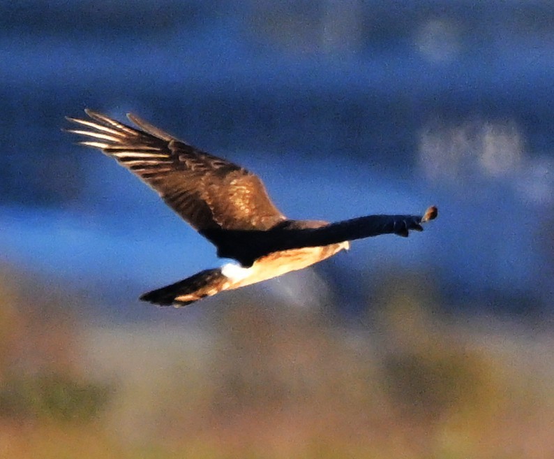 Northern Harrier - ML643880650