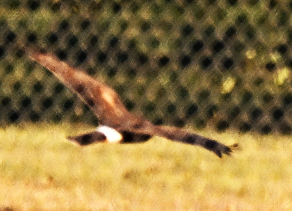 Northern Harrier - ML643880651