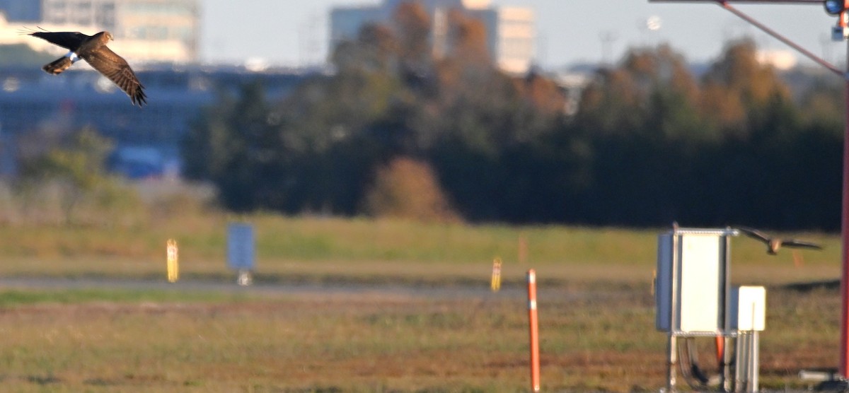 Northern Harrier - ML643880652