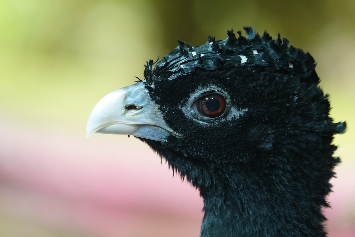 Blue-billed Curassow - ML643880653