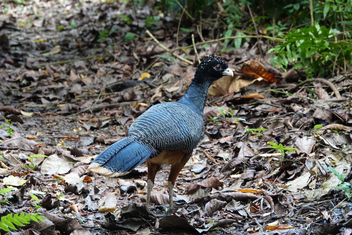 Blue-billed Curassow - ML643880654