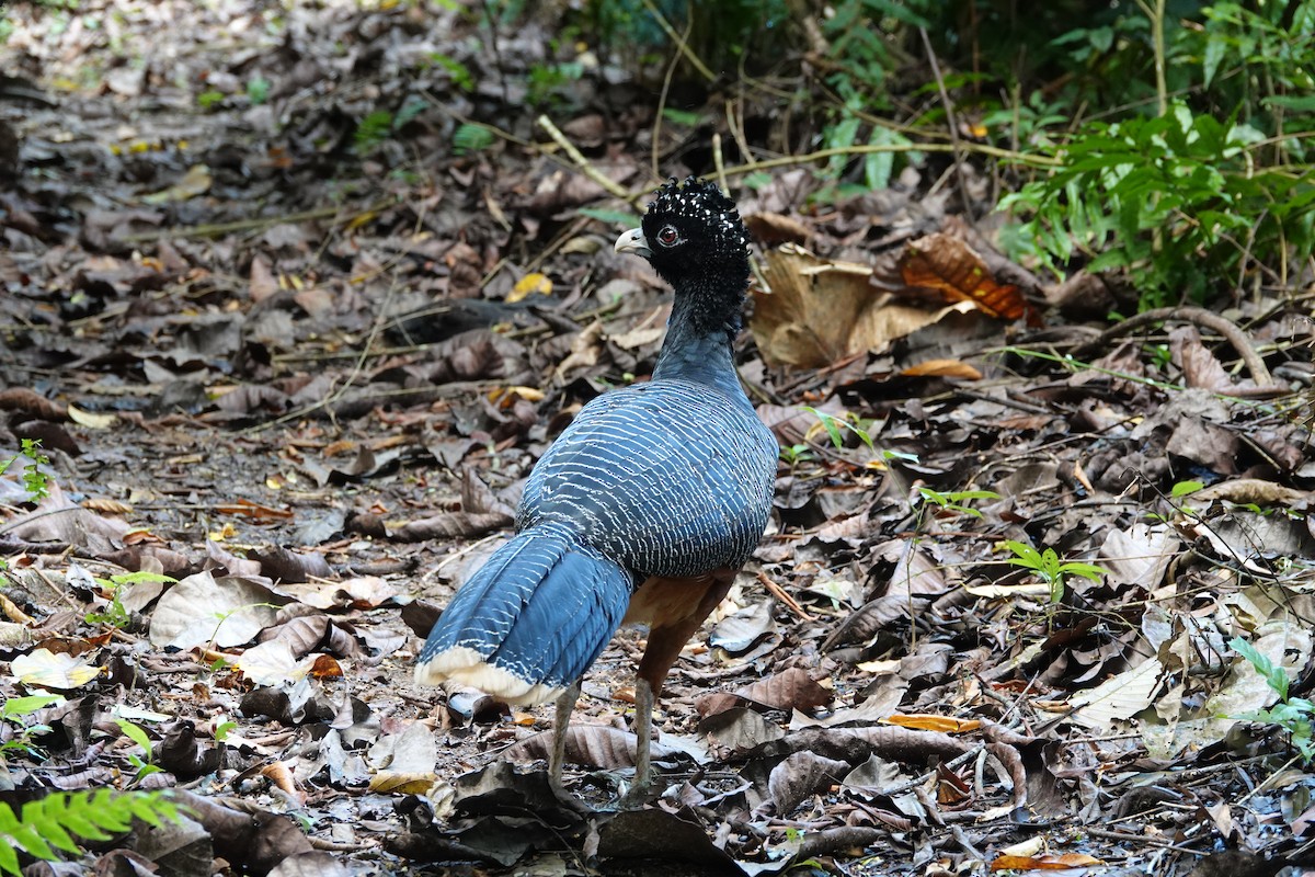 Blue-billed Curassow - ML643880655