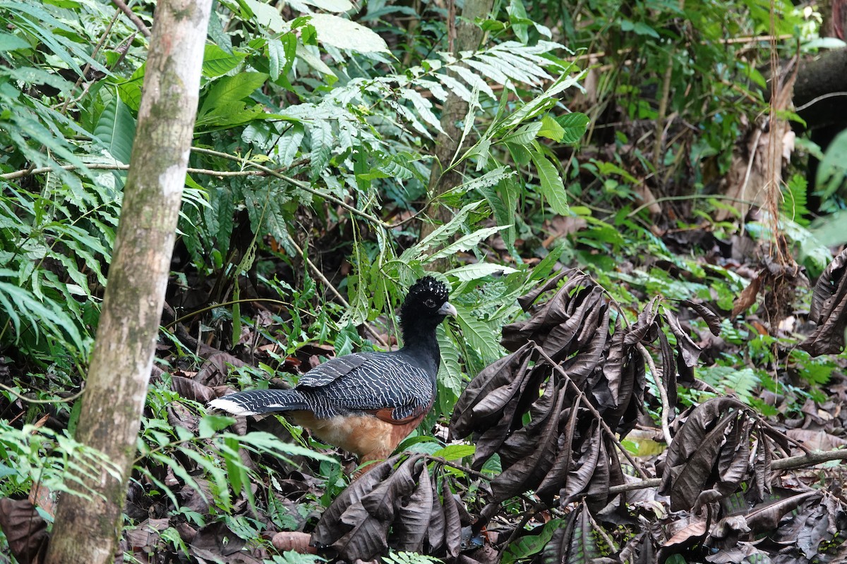 Blue-billed Curassow - ML643880656