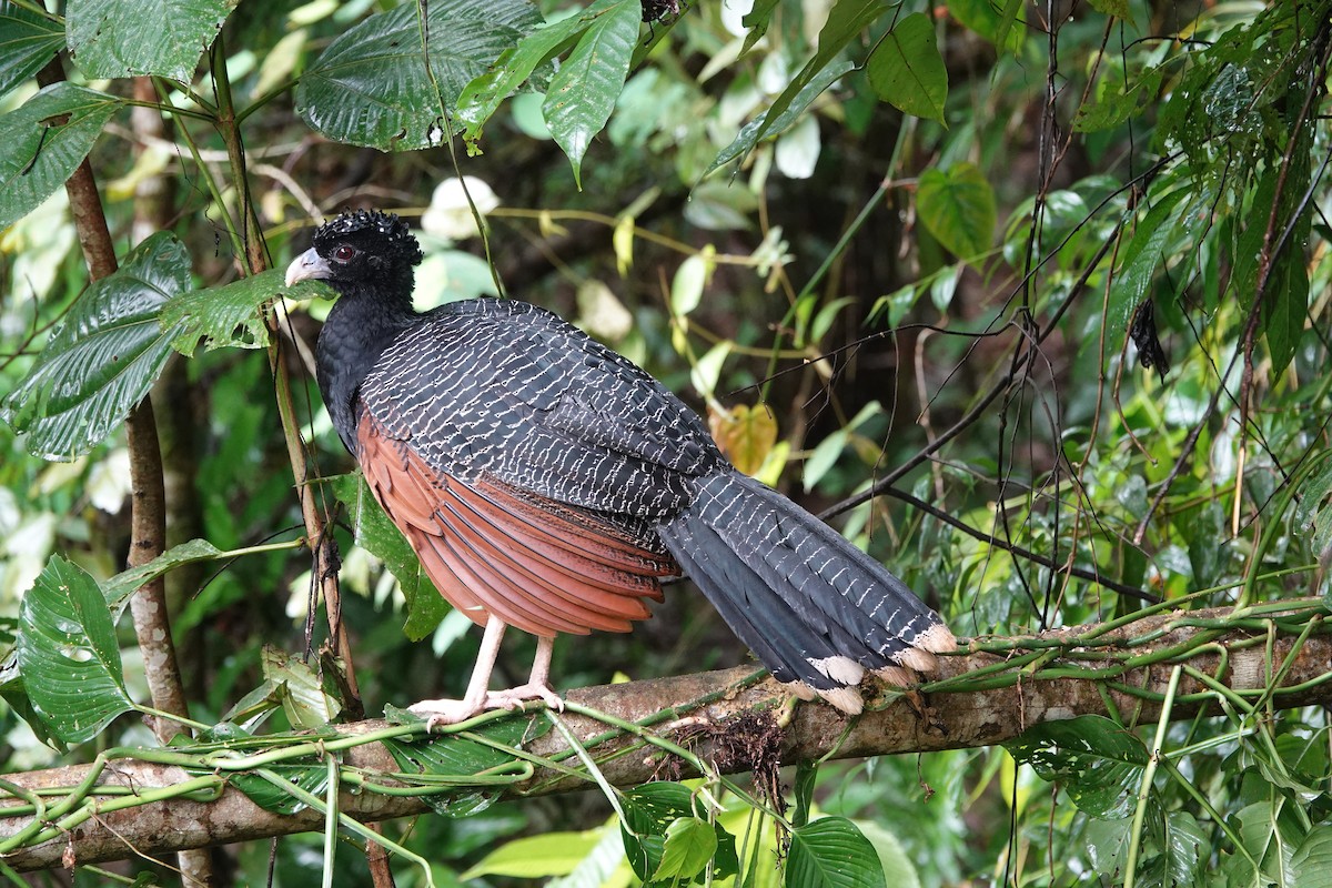 Blue-billed Curassow - ML643880657