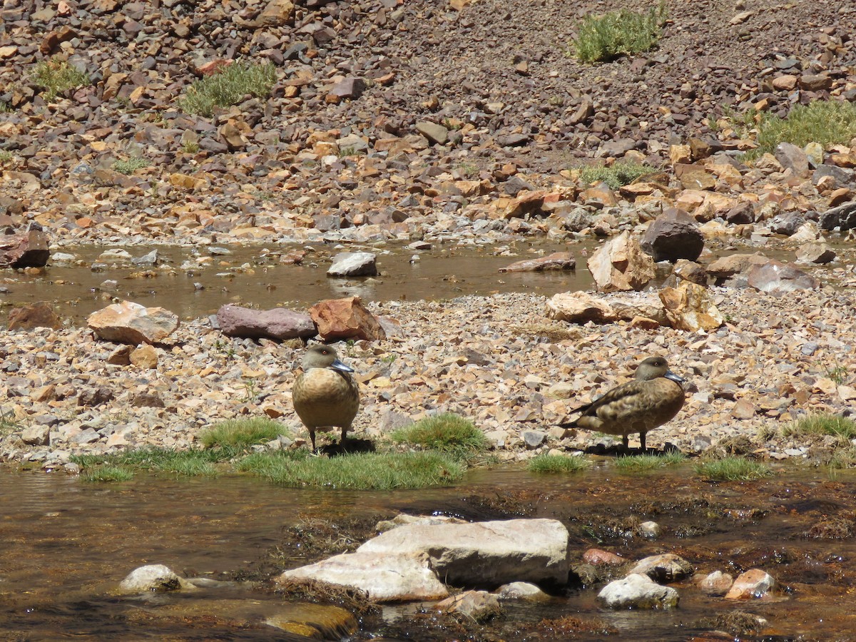 Crested Duck - ML643880675