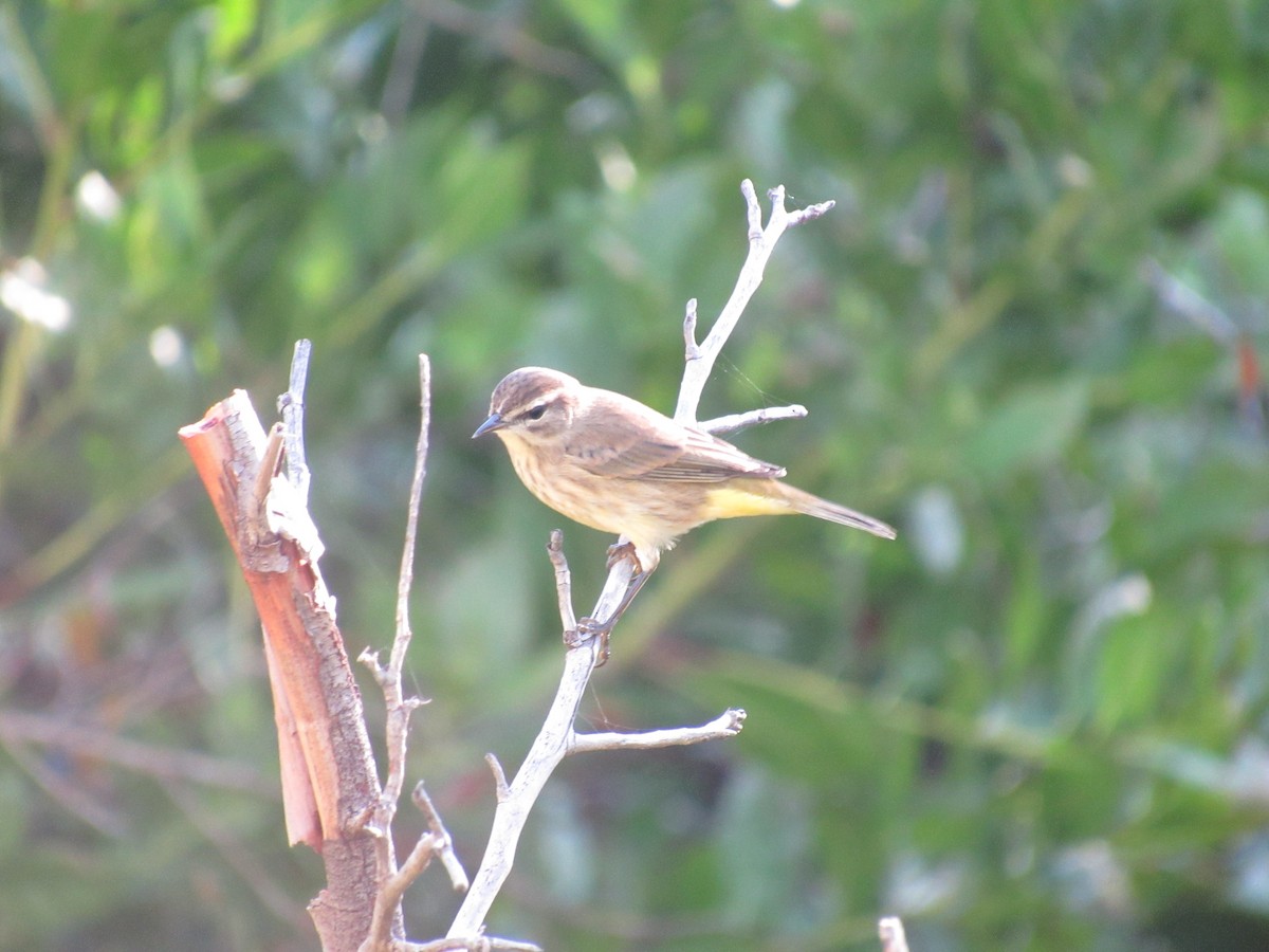 Palm Warbler - ML643880704