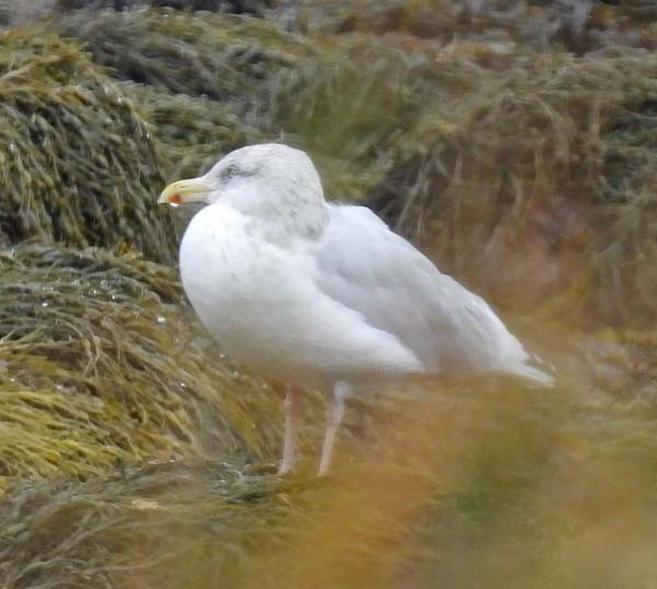 American Herring Gull - ML643880708