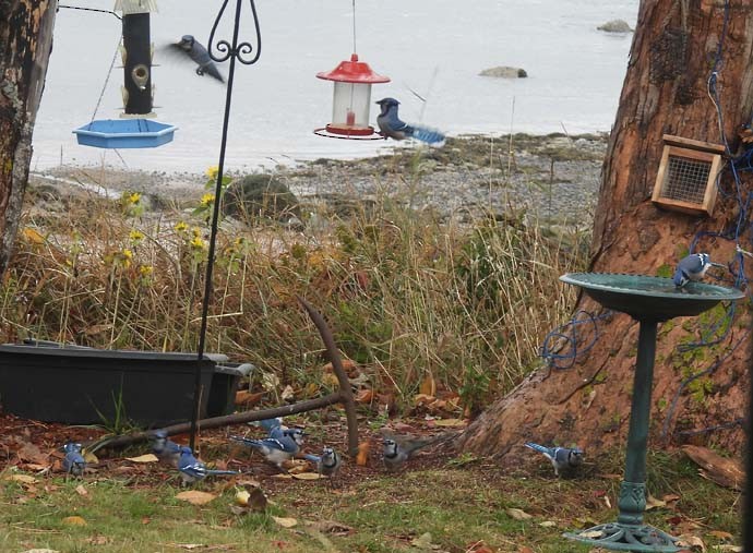 Blue Jay - ML643880714