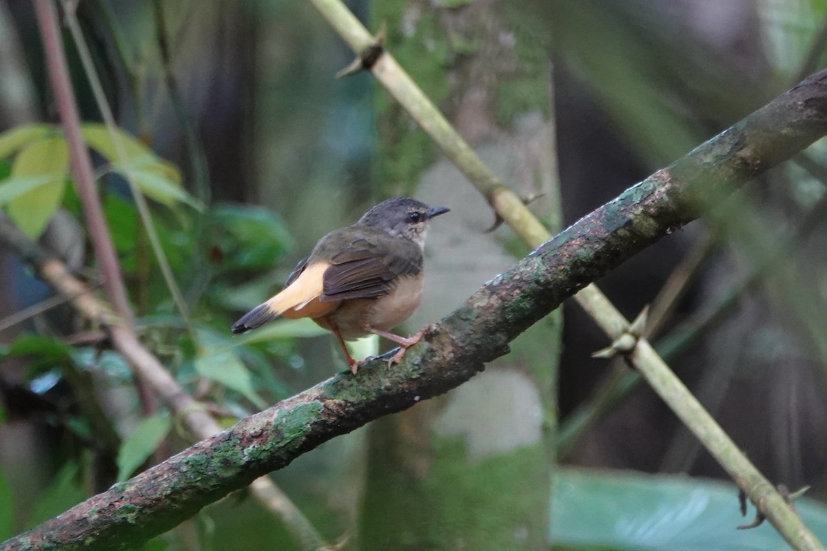 Buff-rumped Warbler - ML643880718
