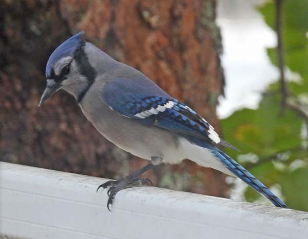 Blue Jay - ML643880719