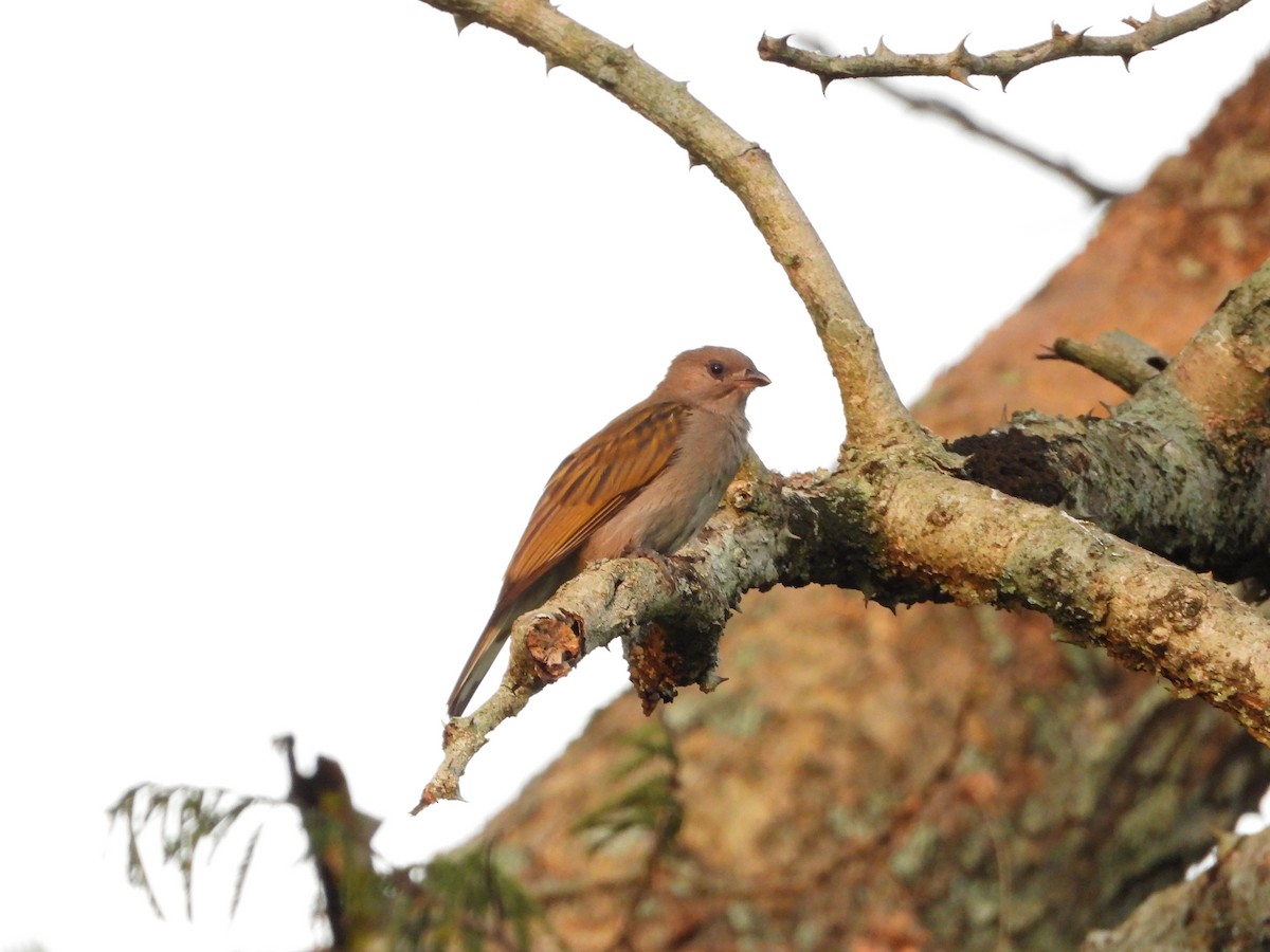 Lesser Honeyguide - ML643880732