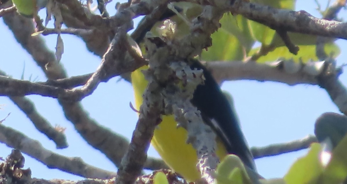 Lesser Goldfinch - ML643880738