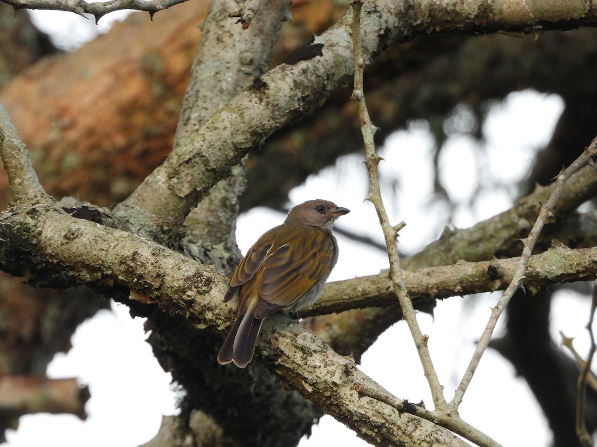 Lesser Honeyguide - ML643880744