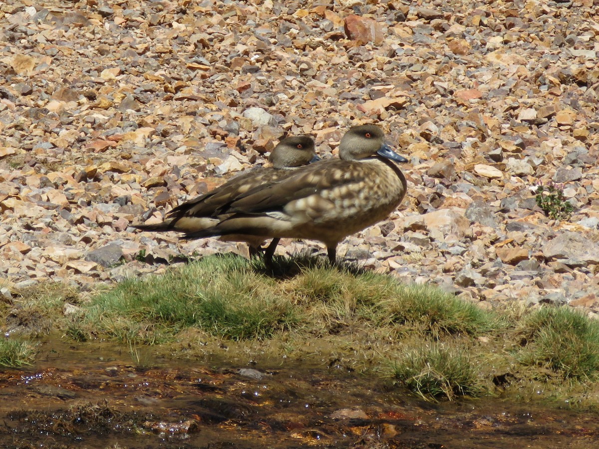 Crested Duck - ML643880746