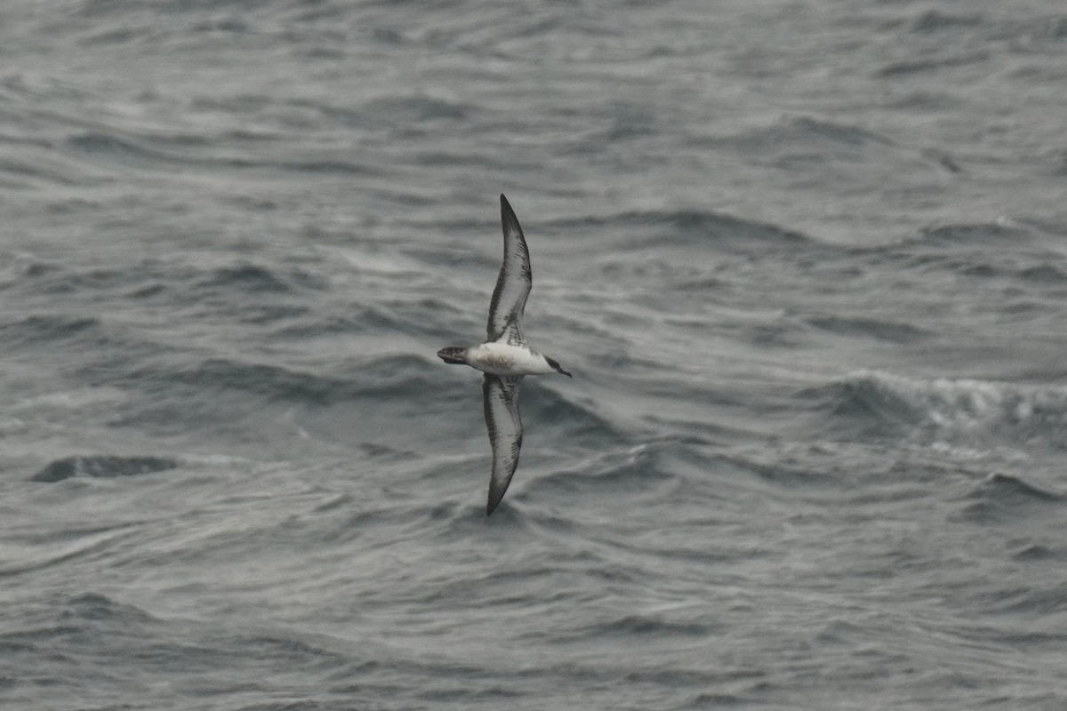 Great Shearwater - ML643880755