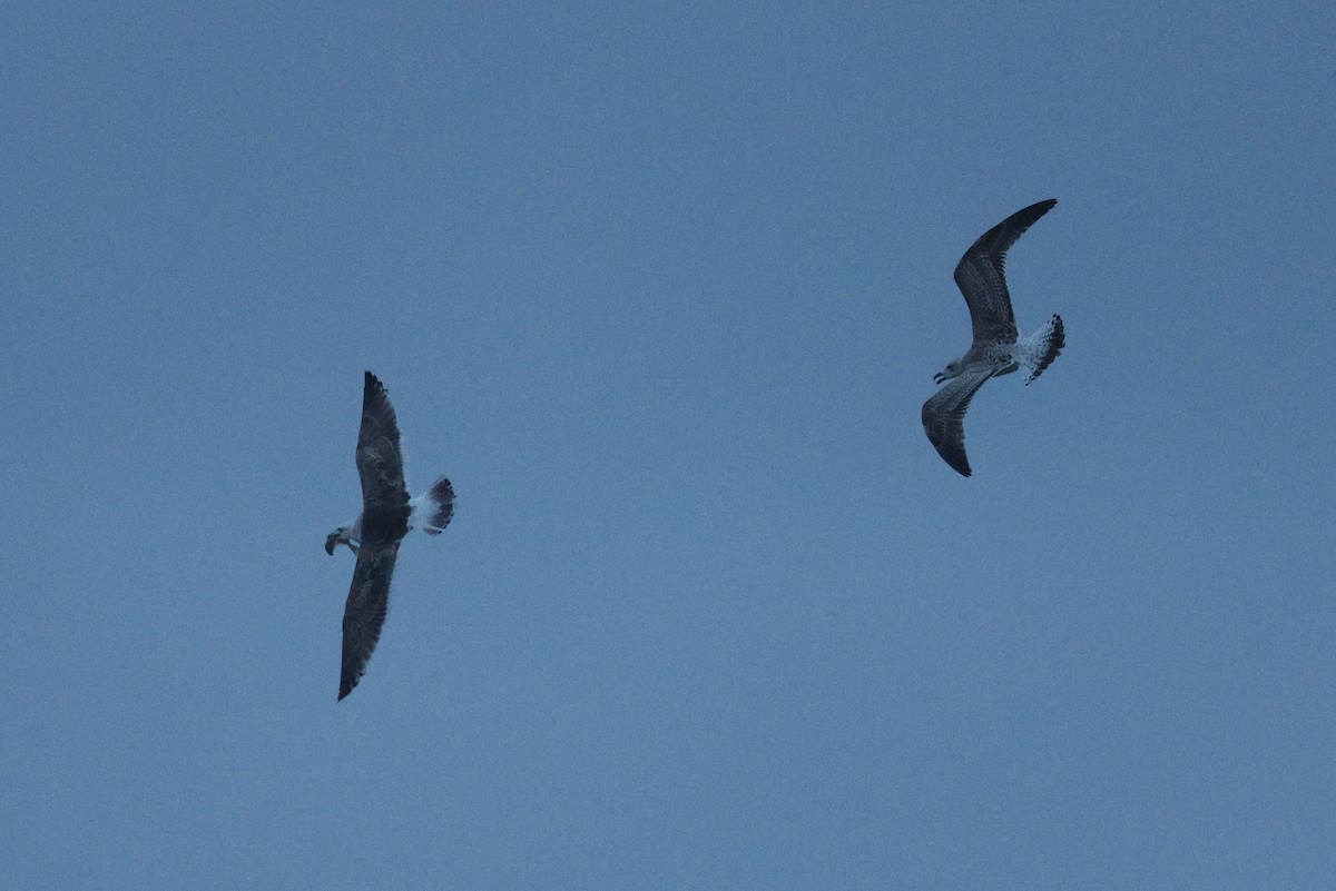 Great Black-backed Gull - ML643880774