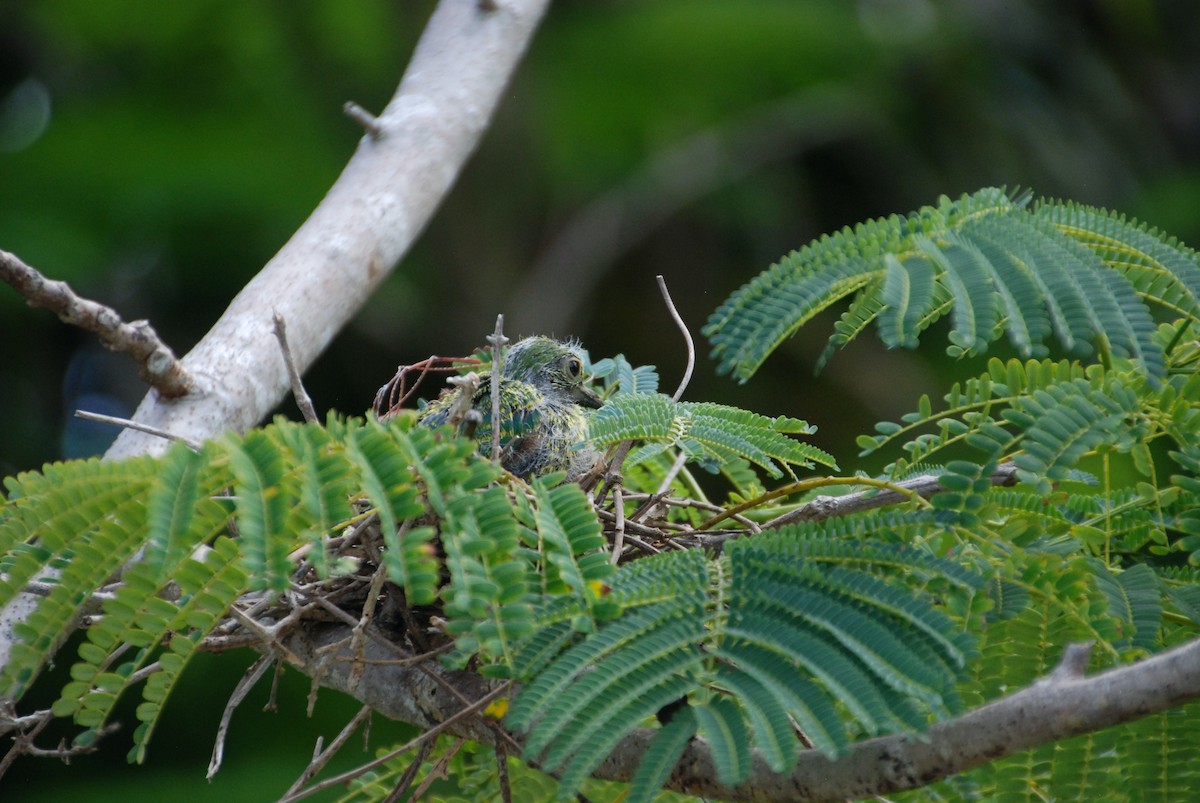 holub růžovohlavý - ML643880796