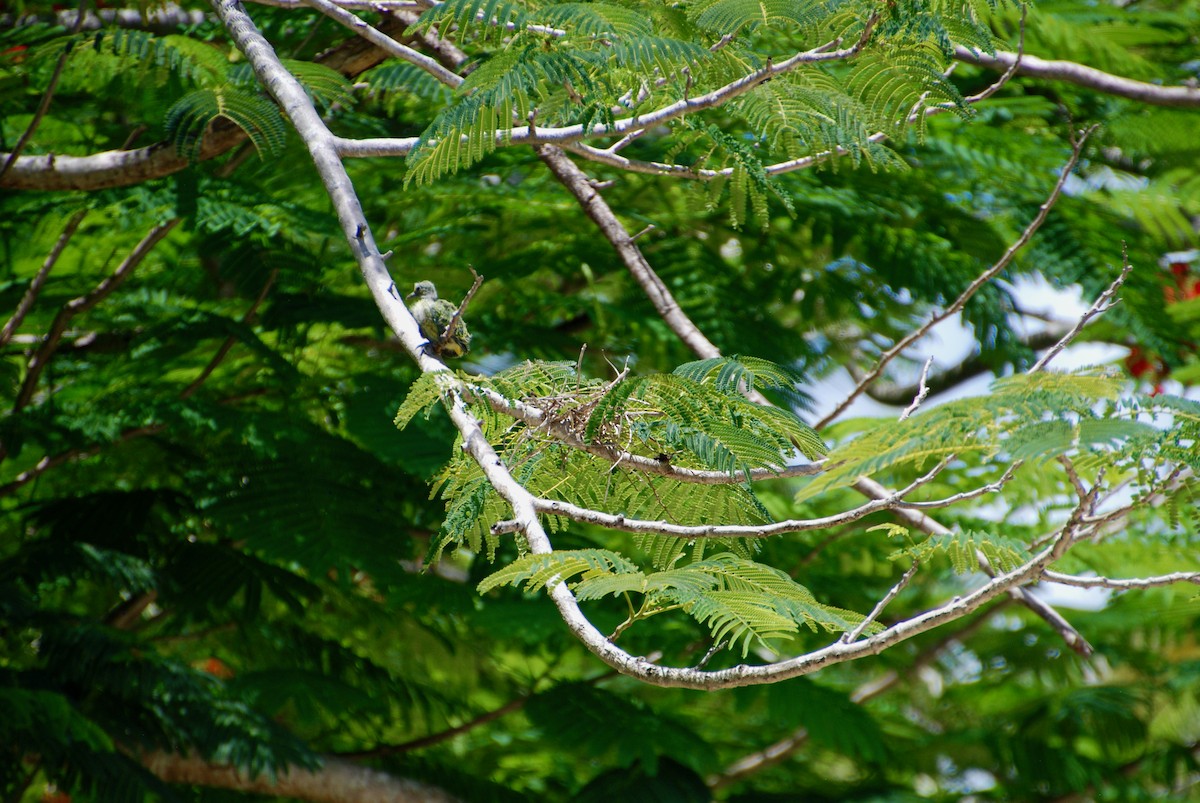 holub růžovohlavý - ML643880799