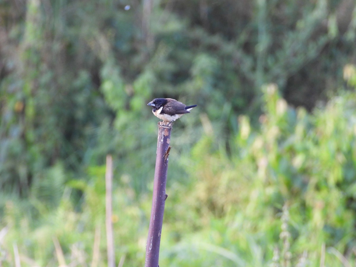 Capucin pie - ML643880802