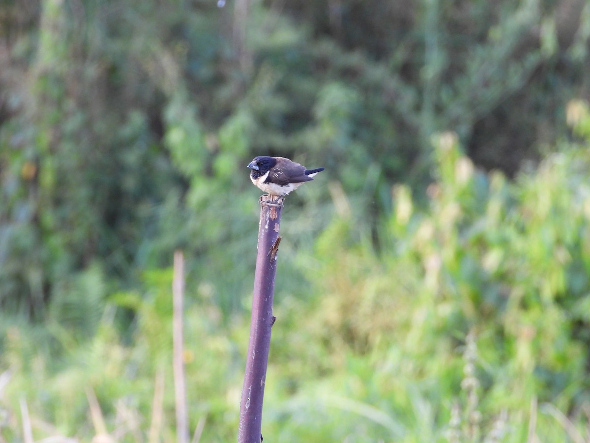 Capucin pie - ML643880803