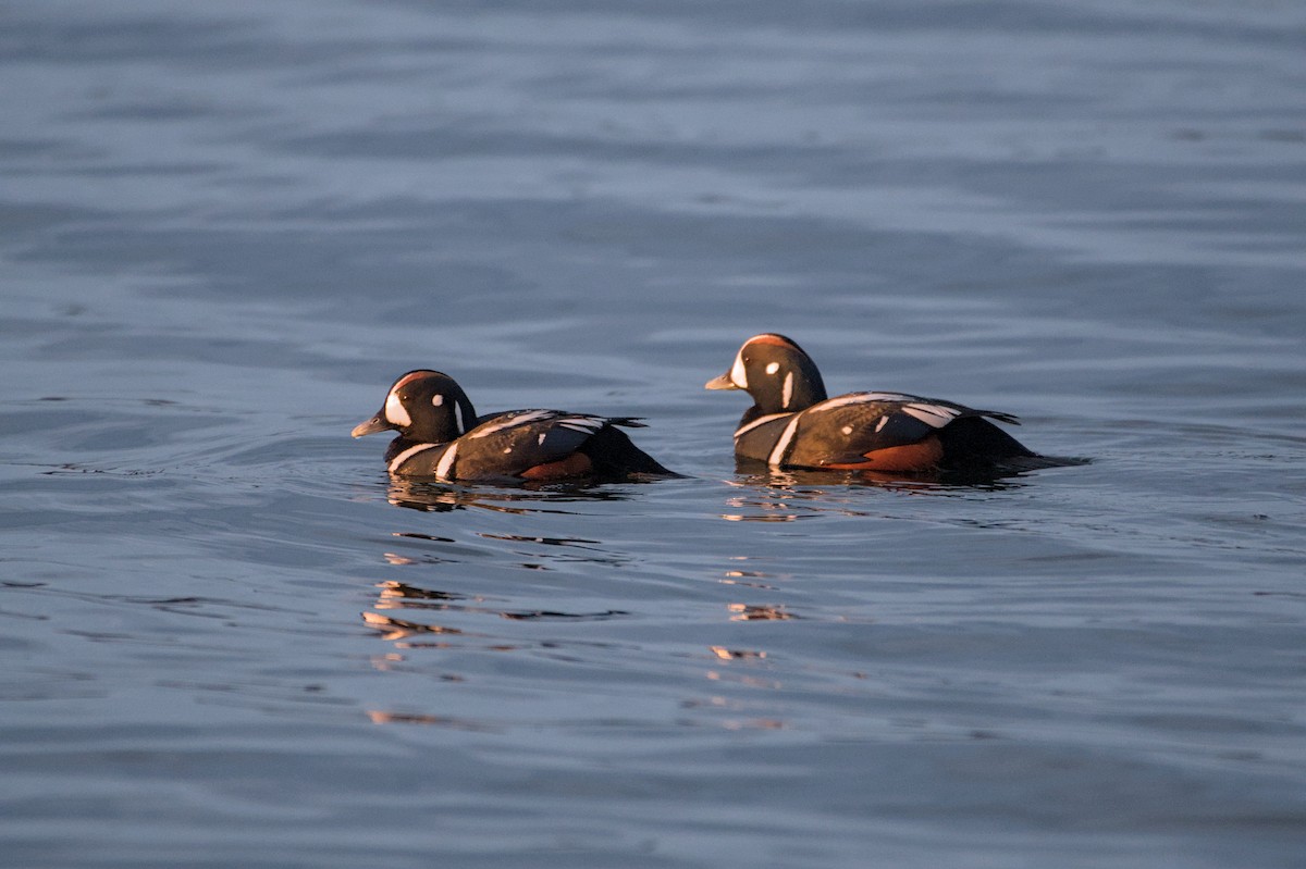 Harlequin Duck - ML643880804