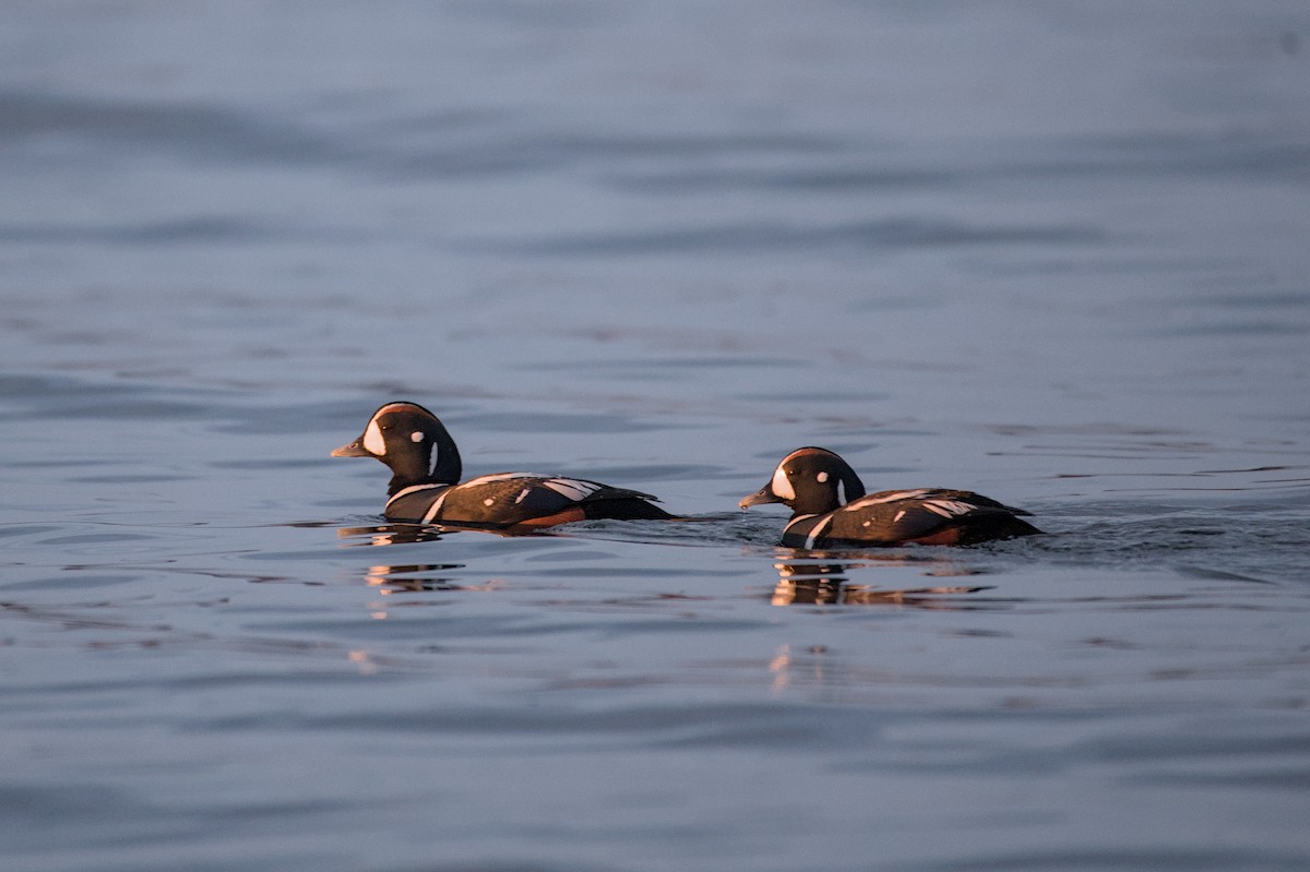 Harlequin Duck - ML643880807