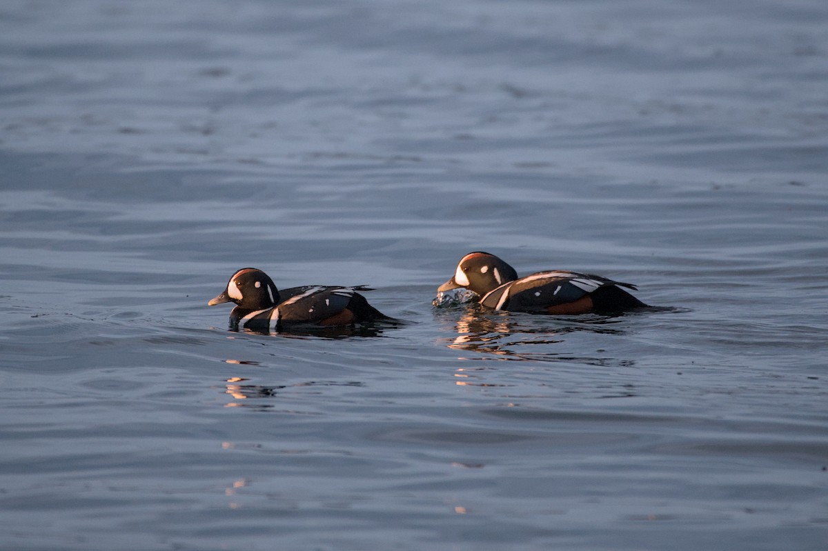 Harlequin Duck - ML643880808