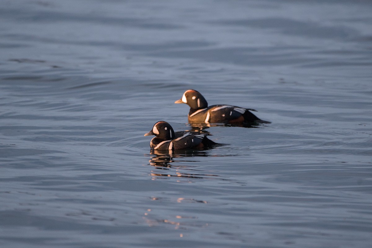Harlequin Duck - ML643880809