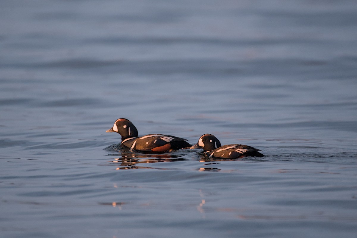 Harlequin Duck - ML643880810