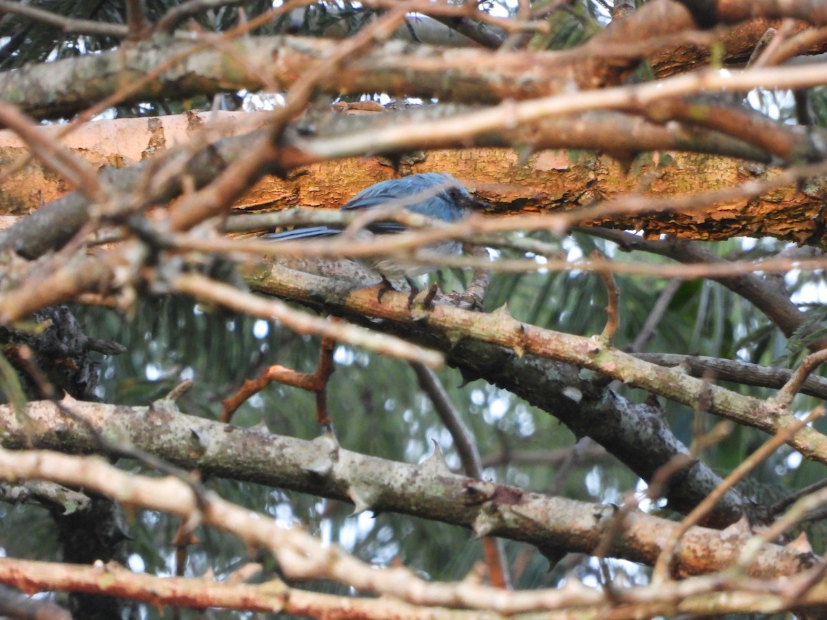 African Blue Flycatcher - ML643880819
