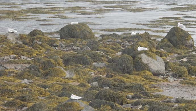 Gavina americana - ML643880821