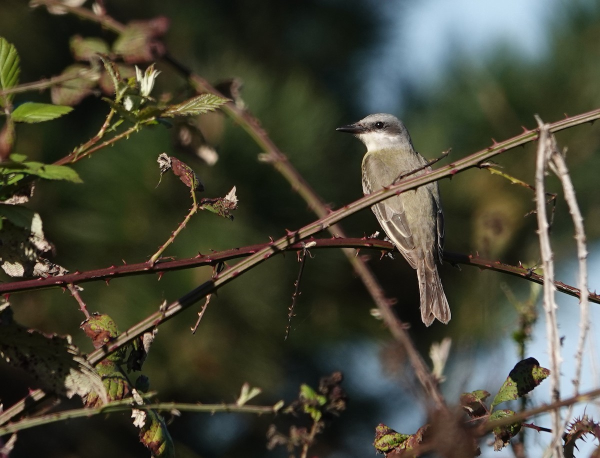 Tropical Kingbird - ML643880824