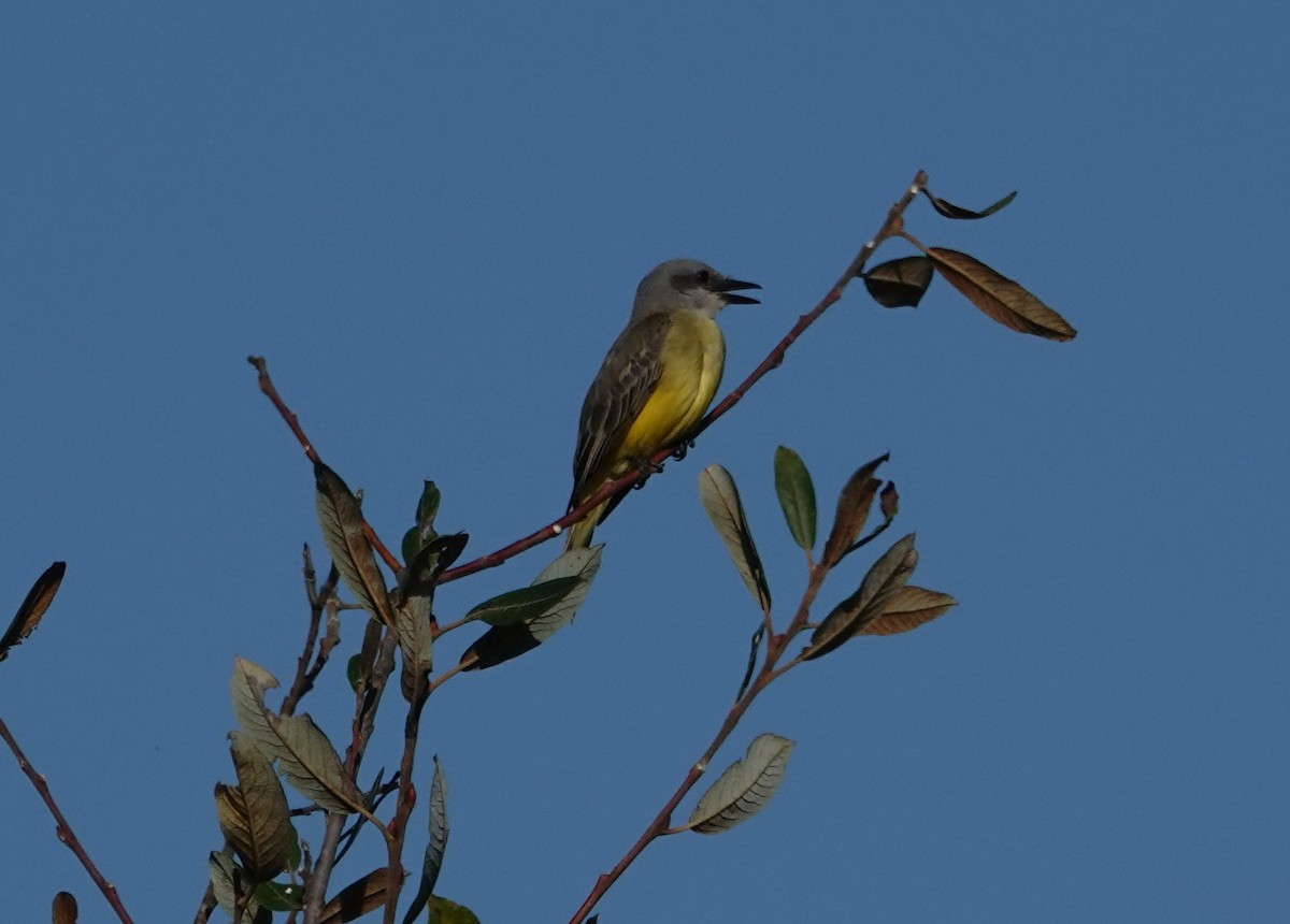 Tropical Kingbird - ML643880825