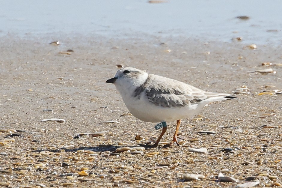 Piping Plover - ML643880844