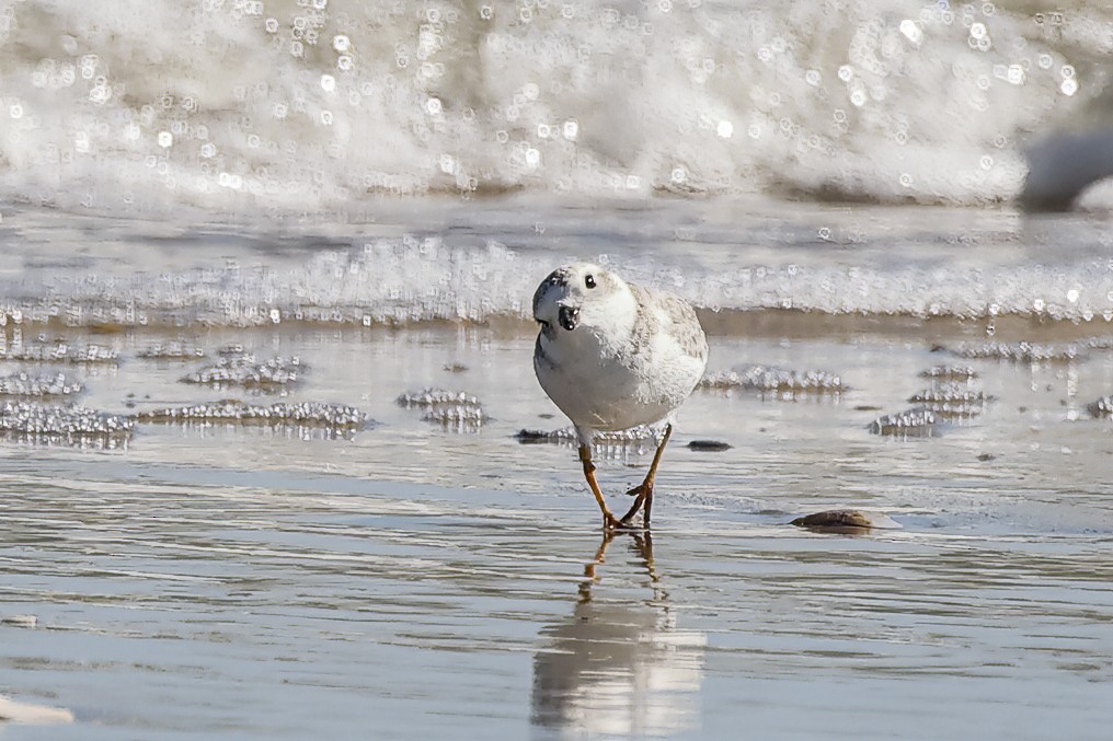 Piping Plover - ML643880845