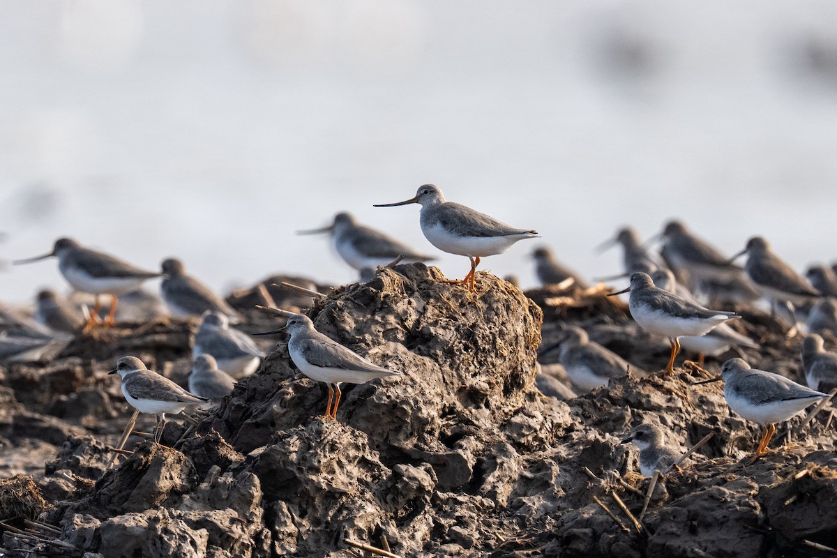 Terek Sandpiper - ML643880851