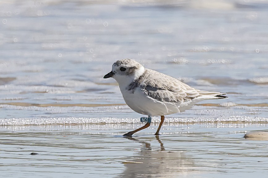 Piping Plover - ML643880854